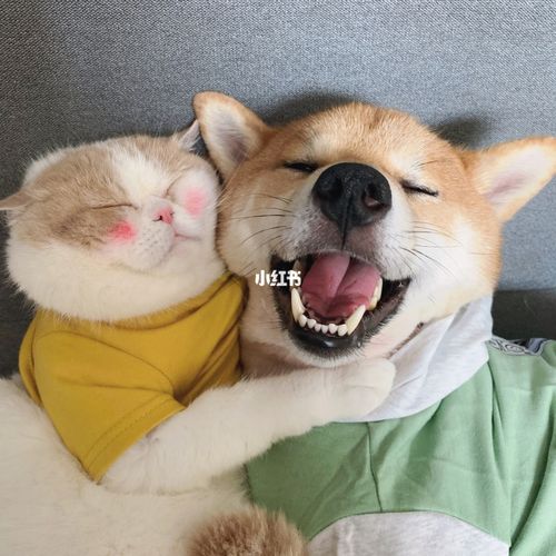 可爱的猫狗情侣头像快和你对象换上叭!_情侣头像_素材