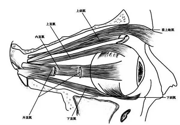 下面让我们来一起看看眼球的解剖结构及吧!