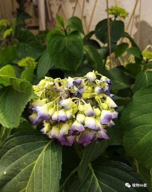 绣球花,总垂头,都怪太阳这"小冤家",联合"高温"欺负它