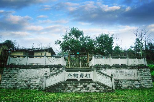 南川大树茶