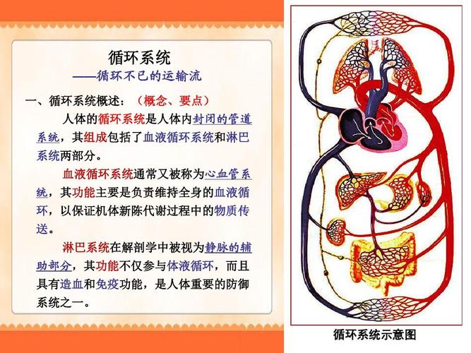 人体的循环系统是人体内封闭的管道 系统,其组成包括了血液循环系统和