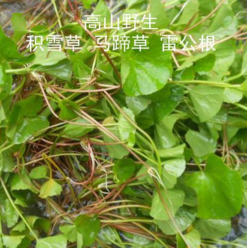 农家现挖野生中药材新鲜积雪草马蹄草雷公根崩大碗灯盏菜500g包邮