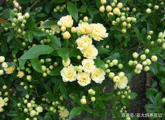 5种自带香味的花,开花香飘满屋,比香水还好闻