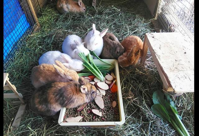 寺庙为节省除草开支竟选择散养兔子来吃草两个月后后悔不已