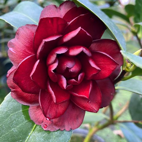 墨川茶花盆栽稀有名贵品种黑红红色客厅阳台时令草本花卉