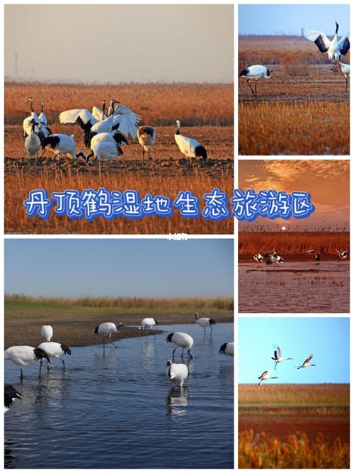 盐城市旅游必玩景点游玩攻略推荐~_景点_旅游_游玩攻略_海盐_花海
