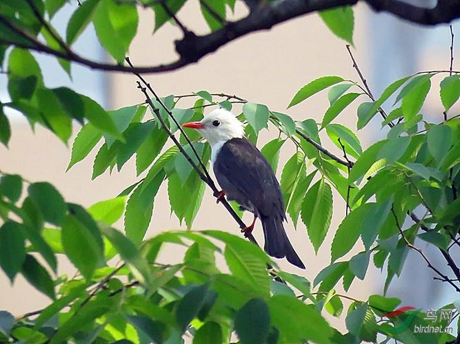 红嘴白头黑鹎