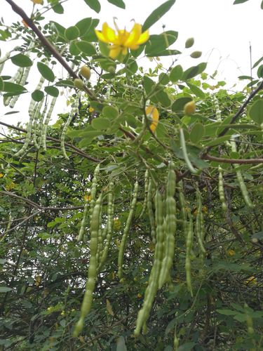 观罢大瀑布,拍到长在树上的豆角,莫非是皂角?