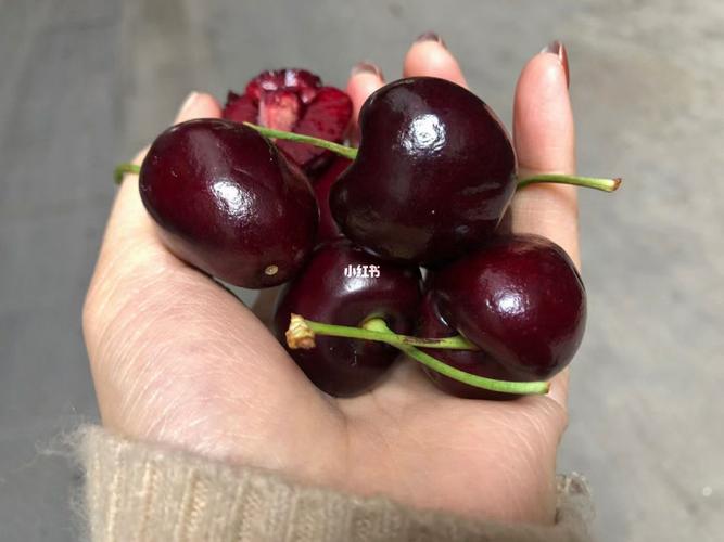 车厘子实拍_车厘子_美食_美食展示