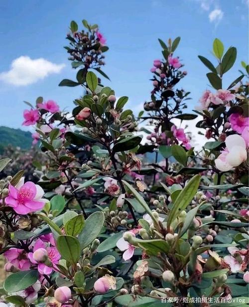 捻子季节,广东的小孩很喜欢上山摘捻子,你知道捻子长