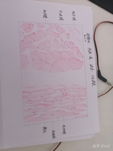骨骼肌