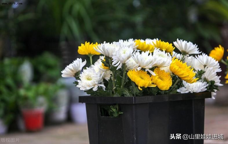 人们带着怀念,把自己喜欢的菊花摆放在这不一样的地方,表达自己对已故