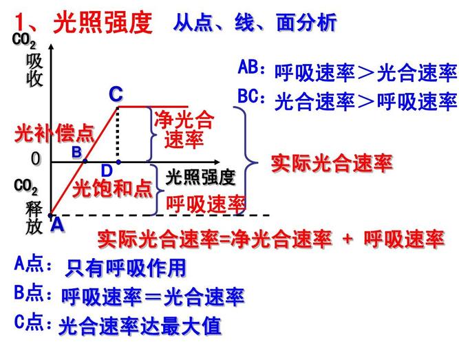 d 光照强度 co2 光饱和点 呼吸速率 释 放a 实际光合速率=净光合速率