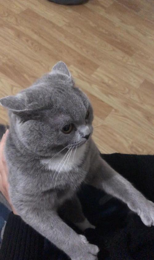 布偶蓝猫混血 蓝白名叫口水巾