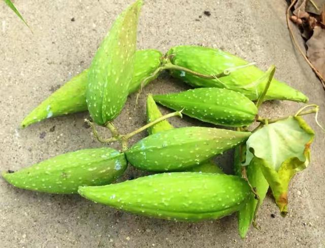 叫瓜不是瓜快被人遗忘的羊奶瓜竟然有这么多用途