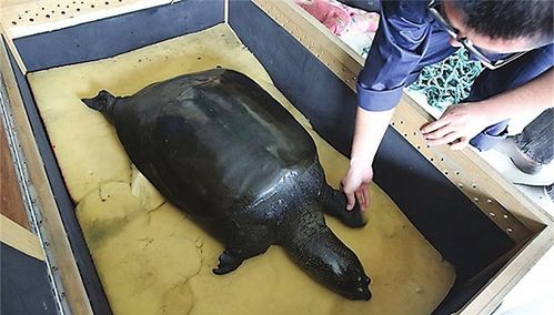中国唯一雌性斑鳖人工授精后死亡,全球仅剩三只_苏州
