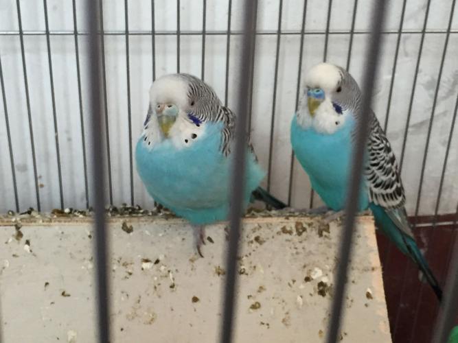 刚买的一对虎皮鹦鹉一只鼻子由黄色变成淡蓝色了怎么回事怎么看它多大