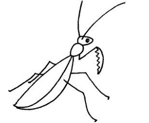 简笔画螳螂的画法步骤
