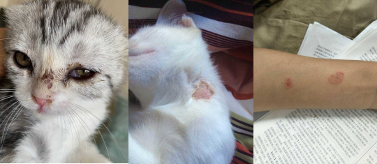 会传染吗?_猫咪