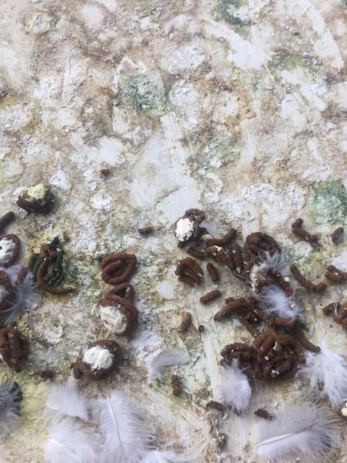 鸽子有细硬干便