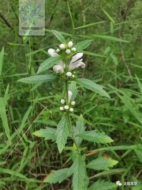 性味功效 《全国中草药汇编》 辛,微苦,微寒.