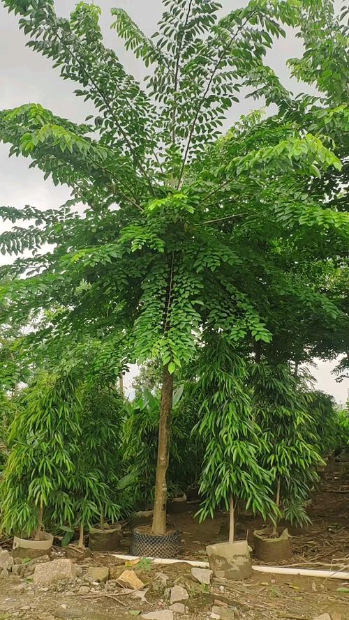 908供应 印度紫檀 15-18cm假植苗 大叶紫檀树 市政