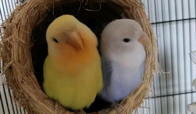 牡丹鹦鹉与虎皮鹦鹉在繁殖表现上有何不同