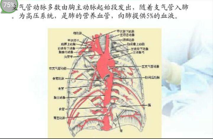 支气管动脉的起始