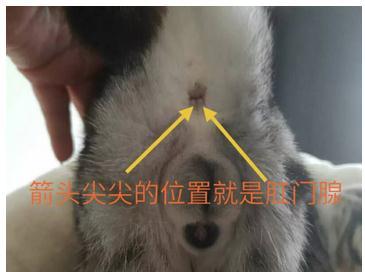 千万不要忽略,猫的肛门腺的清理