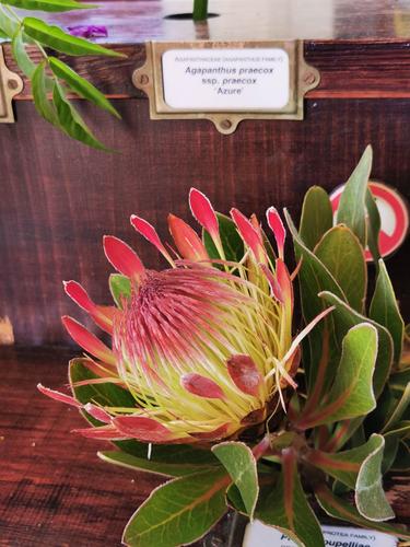 非洲国花霸王花!