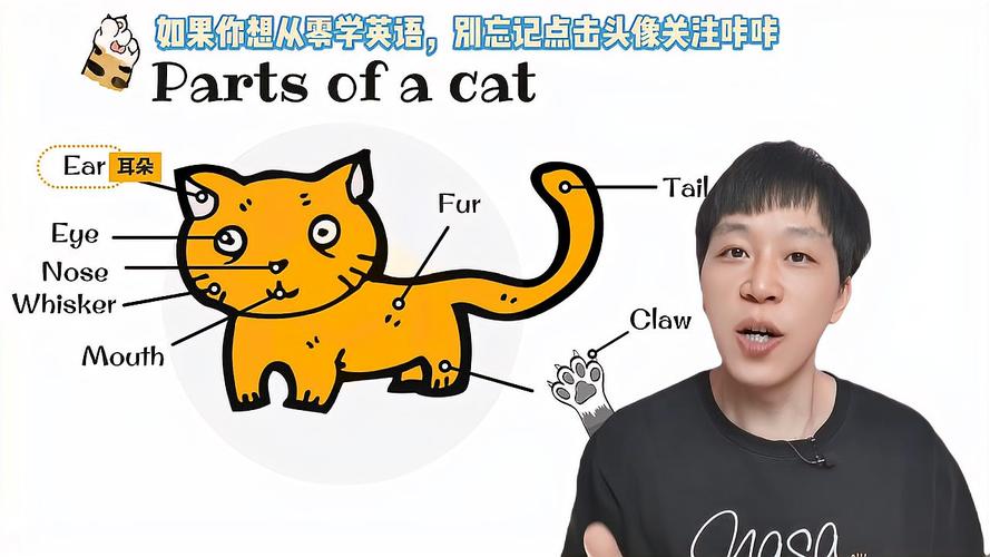 零基础必备英文单词猫的胡须爪爪英语怎么说呢