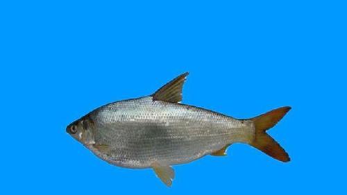 鲴鱼小贴士,来瞧瞧吧