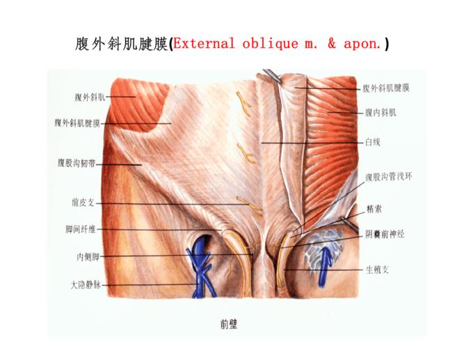 疝-腹股沟疝解剖图谱
