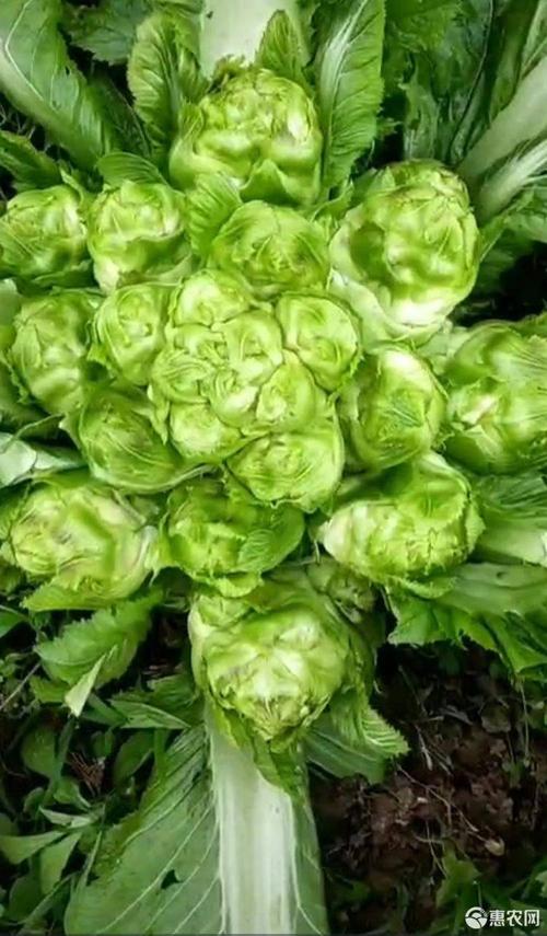 四川省广汉特早儿菜