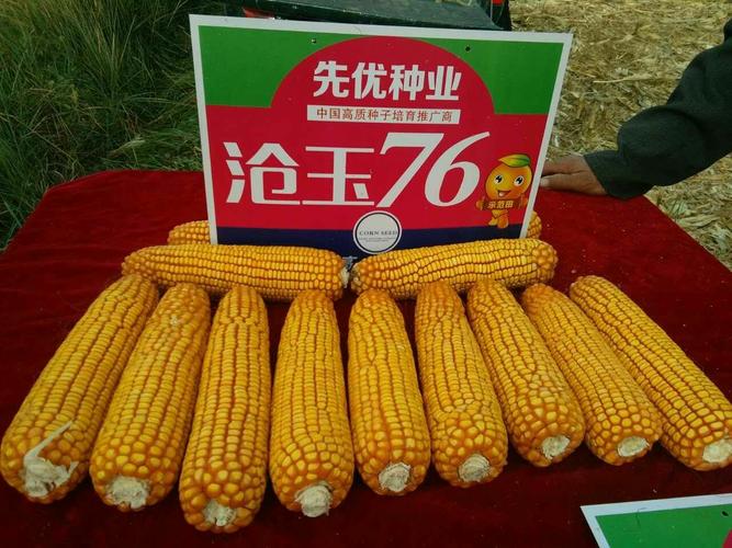 沧玉76―让你眼前一亮的好品种!(副本)