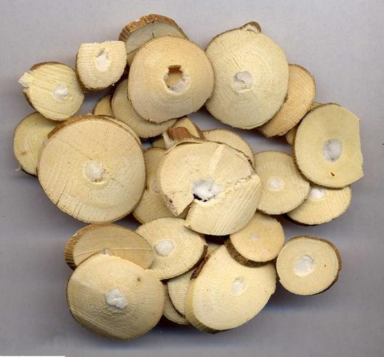 中药小故事桑枝