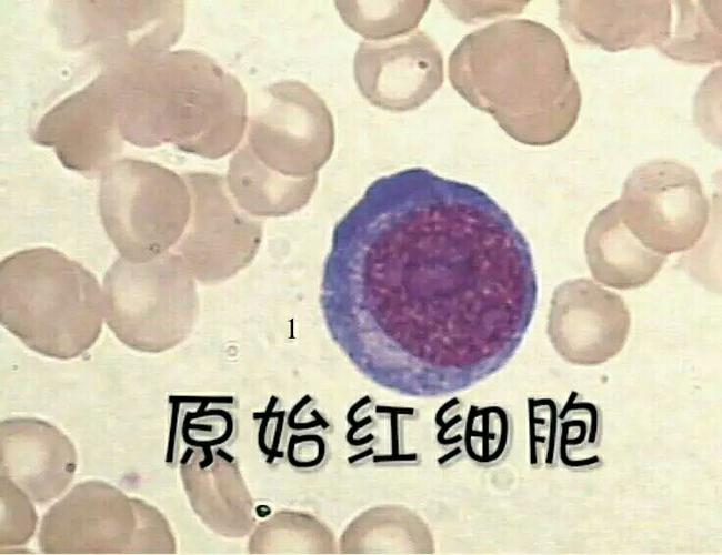 原始红细胞