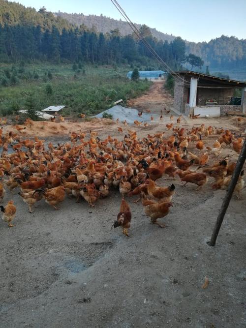 信亿生态家庭农场养殖基地