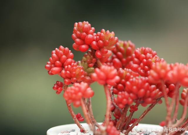 鲜嫩多汁,馋得人流口水,这种多肉长得像山里野果子,俏皮又好养