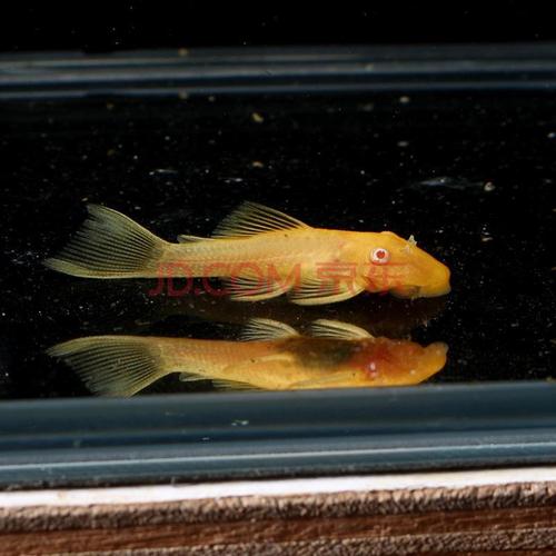 【店铺推荐】24红眼大帆胡子鱼黄金胡子鱼热带观赏鱼清道夫擦缸除藻鱼