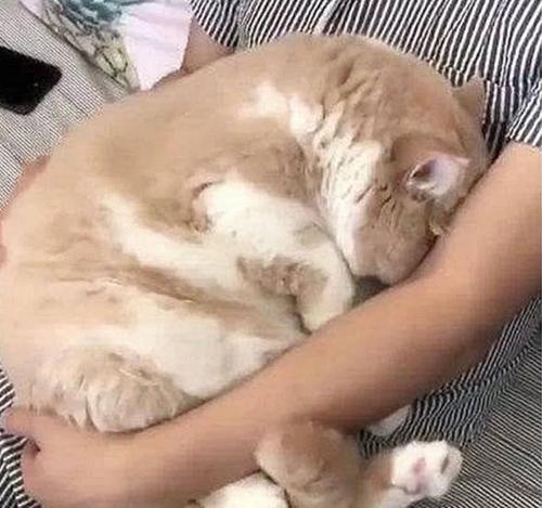 往怀里钻的表情包