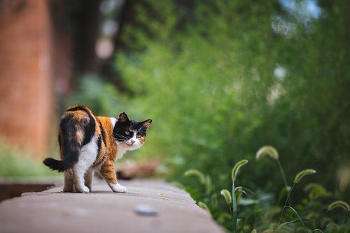 猫咪的写真|摄影|宠物摄影|凡艺视觉刚哥 - 原创作品 - 站酷 (zcool)