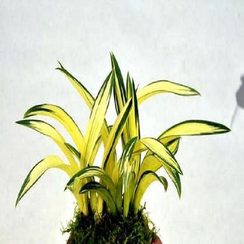 特价兰花苗特漂亮组培兰花墨兰黄金达摩中透艺盆栽花卉绿植高端桌面