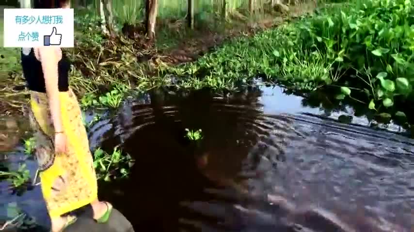 柬埔寨:美女萝莉田边挖大坑,结果捡到大肥鱼