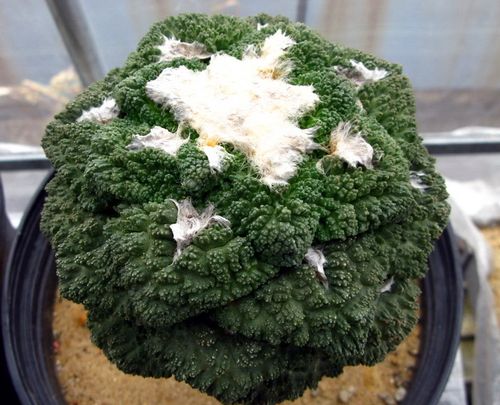 菜花龟甲牡丹&nbsp;仙人掌科岩牡丹属