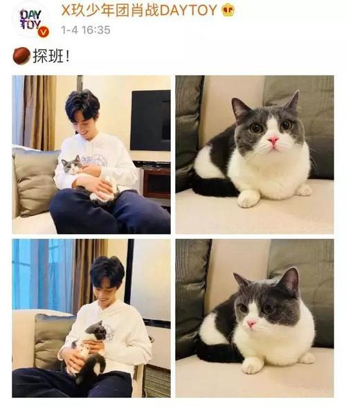 肖战化身合格猫奴娱乐圈明星宠物多最后两位很特别