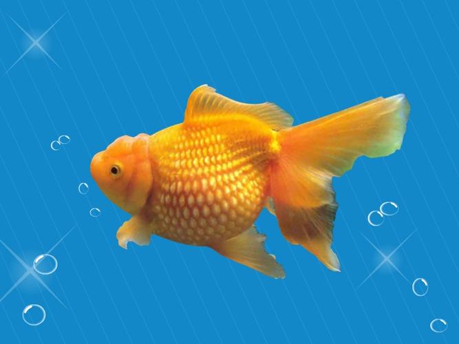 鱼是脊椎动物,需要用睡觉的方式消除神经系统和肢体的疲劳,但是鱼没有