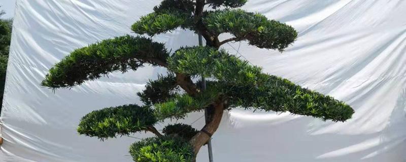 16公分罗汉松价格多少钱一棵