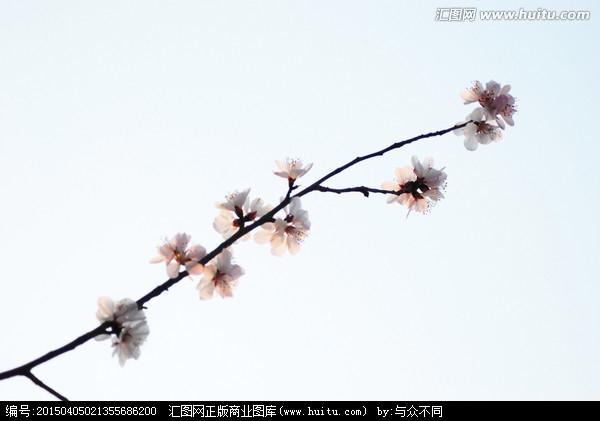 [正版商业] 桃树枝