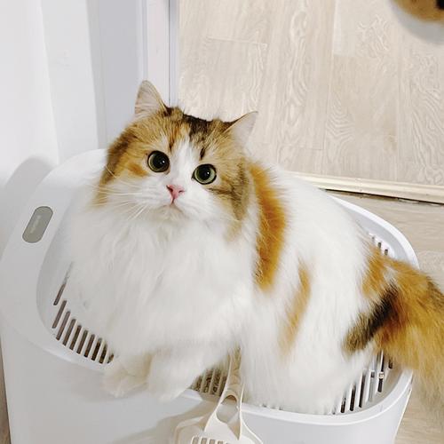 想看看大家的三花猫